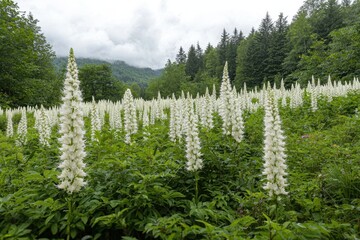 A lush field of tall white lupine flowers surrounded by dense green trees under a cloudy sky in a mountainous forest landscape.