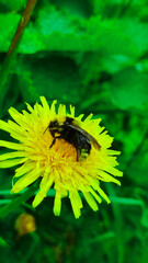 Bumblebee on dandelion field. Bilberry bumblebee drowning in Dandelion
