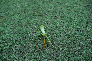 Green praying mantis standing still on lush grass, perfectly camouflaged in its natural environment with alert posture and folded forelegs.