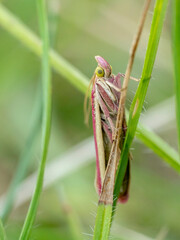 Rosy-striped knot-horn on a blade of grass