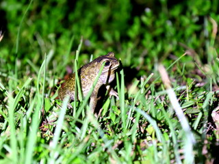 Toad in the Grass at Night – Nocturnal Wildlife Close-Up