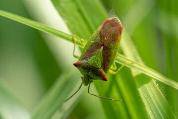 hawthorn shield bug (Acanthosoma haemorrhoidale) sitting on a balde of grass with a green background