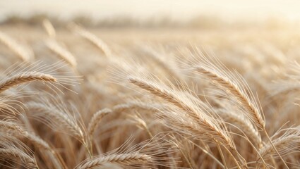 Golden wheat field swaying gently in the warm glow of sunset, symbolizing harvest, abundance, and natural beauty
