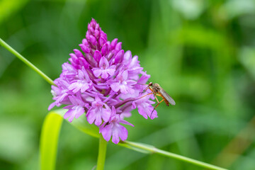 Pyramidal orchid with a fly on a green contrasting background