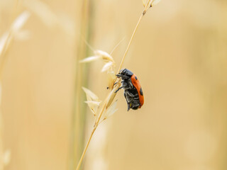 An ant bag beetle hanging on a blade of grass