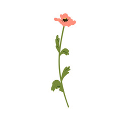 Poppy, floral blossom. Delicate gentle flower bloom. Summer garden plant with beautiful petals, stem, leaves. Nature decoration. Botanical flat vector illustration isolated on white background