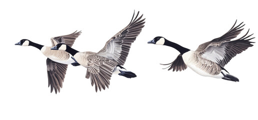 Three Canada Geese in Flight