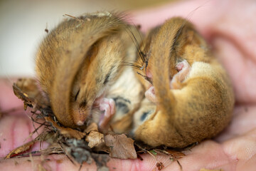 Two hazel dormice rolled up next to each other in torpor on a hand