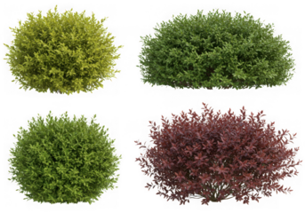 Four vibrant bushes isolated on transparent background, showcasing yellow, green, and red foliage