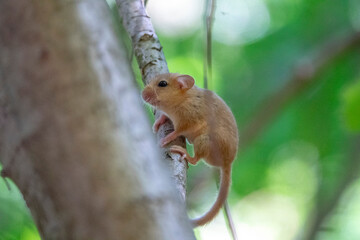 Young hazel dormouse climbing on a branch