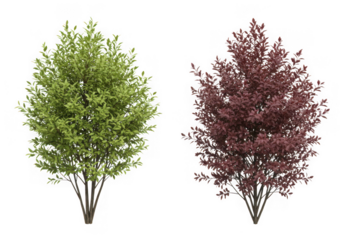 Two lush trees isolated on transparent background, one green and one red