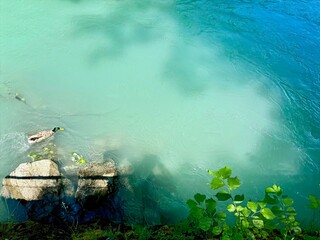 Mallard duck swimming in turquoise glacial river water, Interlaken, Switzerland