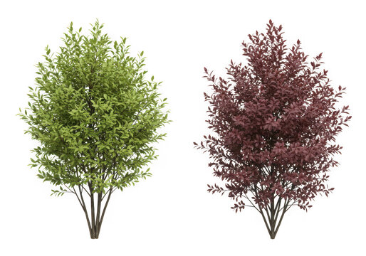 Two lush trees isolated on transparent background, one green and one red