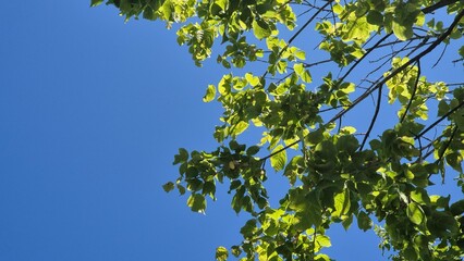 A peaceful moment looking up at green leaves swaying in the breeze on a sunny afternoon, captured from the ground in a park, evoking calm and connection with nature.