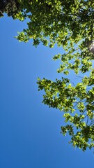 A peaceful moment looking up at green leaves swaying in the breeze on a sunny afternoon, captured from the ground in a park, evoking calm and connection with nature.