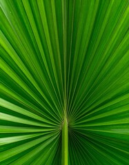 Obraz premium A closeup of a green palm leaf reveals its intricate texture