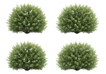 Four flowering bushes isolated on transparent background