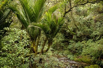 Lush rainforest scene in New Zealand. A stream flows through the dense vegetation, surrounded by...