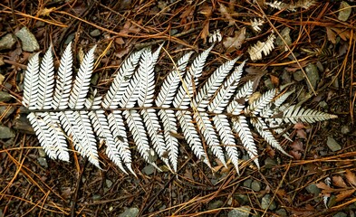 A bleached fern frond lies on the forest floor, surrounded by pine needles, leaves, and small stones. The fern's delicate structure contrasts with the rough texture of the ground in New Zealand.