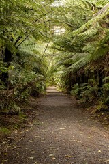 A gravel path winds through a lush fern forest in New Zealand. The dense canopy of ferns creates a...