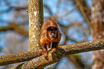Singe capucin de face sur une branche