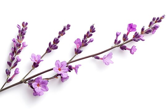 Bloom-filled spring twigs arranged in a vibrant seasonal display.