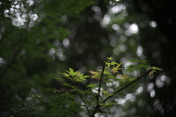 Japanese Maple leaves natural bokeh background