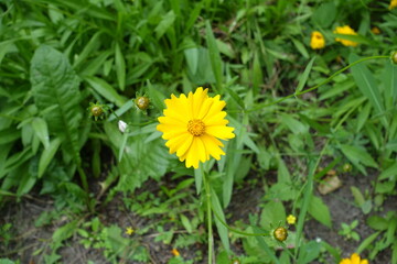 One golden yellow flower of Coreopsis lanceolata in June