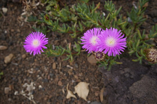 Lampranthus multiradiatus,&nbsp;synonyms&nbsp;including&nbsp;Lampranthus roseus, known as the&nbsp;creeping redflush[citation needed]&nbsp;or&nbsp;rosy dewplant, a species of shrub in the family&nbsp;Aizoaceae&nbsp;(stone plants). Funchal