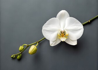 Elegant white Phalaenopsis orchid bloom in a hyper-minimalist flat lay on a charcoal gray background.