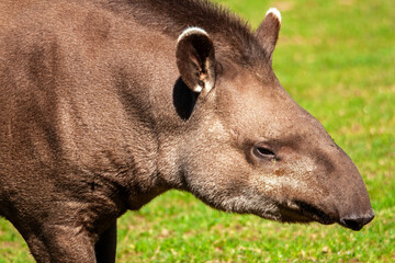 Gros plan sur une tête de tapir	