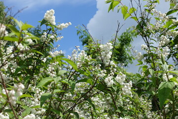 Fototapeta premium Branches of blossoming double Deutzia crenata against blue sky in June