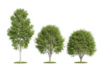 Three birch trees of varying heights, isolated on transparent background
