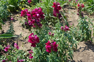 Magenta colored flowers of Antirrhinum majus in July