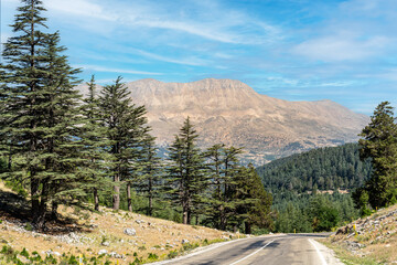 Cedar forest (Taurus cedar, Sedir, Cedrus libani). Behind the trees lies the Taurus Mountains, a range of bare, steep cliffs rising impressively. The upper parts of the mountain are arid and rocky.