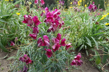Several crimson flowers of Antirrhinum majus in mid August