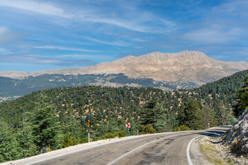 Cedar forest (Taurus cedar, Sedir, Cedrus libani). Behind the trees lies the Taurus Mountains, a range of bare, steep cliffs rising impressively. The upper parts of the mountain are arid and rocky.