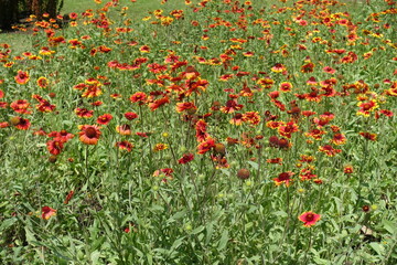 Abundance of red and yellow flowers of Gaillardia aristata in mid June