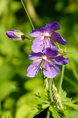 A cranesbill (Geranium) flower in the middle of July.