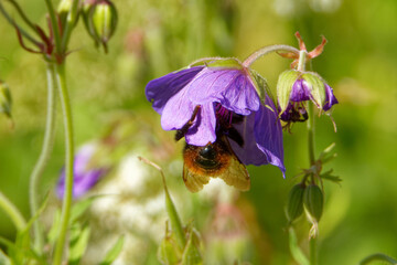 A cranesbill (Geranium) flower wth a bumble-bee in the middle of July.