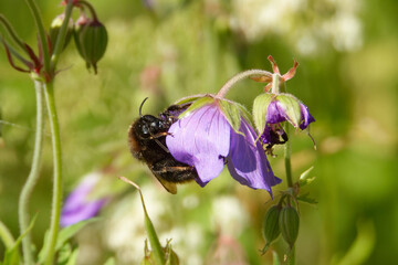 A cranesbill (Geranium) flower wth a bumble-bee in the middle of July.