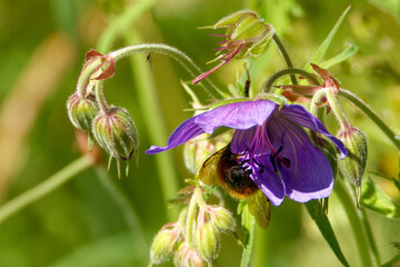 A cranesbill (Geranium) flower wth a bumble-bee in the middle of July.
