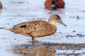 Female Chestnut Teal Standing in Shallow Water (Anas castane