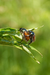 Phyllopertha horticola, the garden chafer or garden foliage beetle