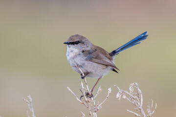 Transitional Male Superb Fairywren with Emerging Blue Feathers