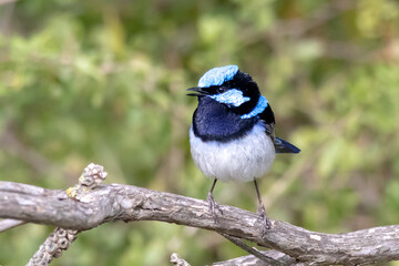 Superb Fairywren in Full Breeding Plumage Perched on Branch