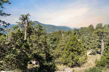 An old and characteristic juniper or Juniperus sp. (Ardıç) tree growing in its natural habitat. The tree presents a striking image for those who document the botanical or aesthetic beauty of old trees