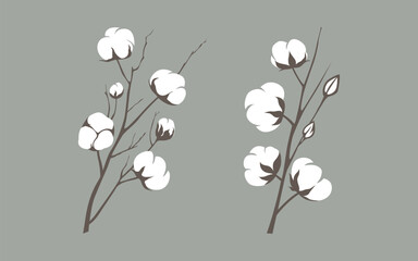 Botanical Illustration of Cotton Plant with Flowers and Leaves in Vintage Style