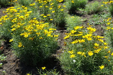 A lot of yellow flowers of Coreopsis verticillata in July