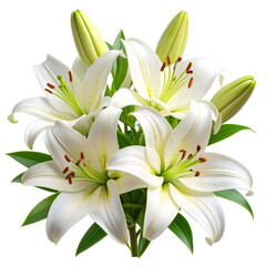 Fototapeta premium Side-Angle White Lily Arrangement with Green Stems and Leaves, Isolated on Transparent Background